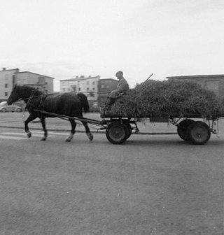 Höbärgning vid Hermansvägen, 1960-talet